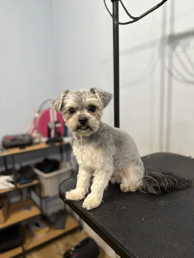 lśniący pupil - psi fryzjer